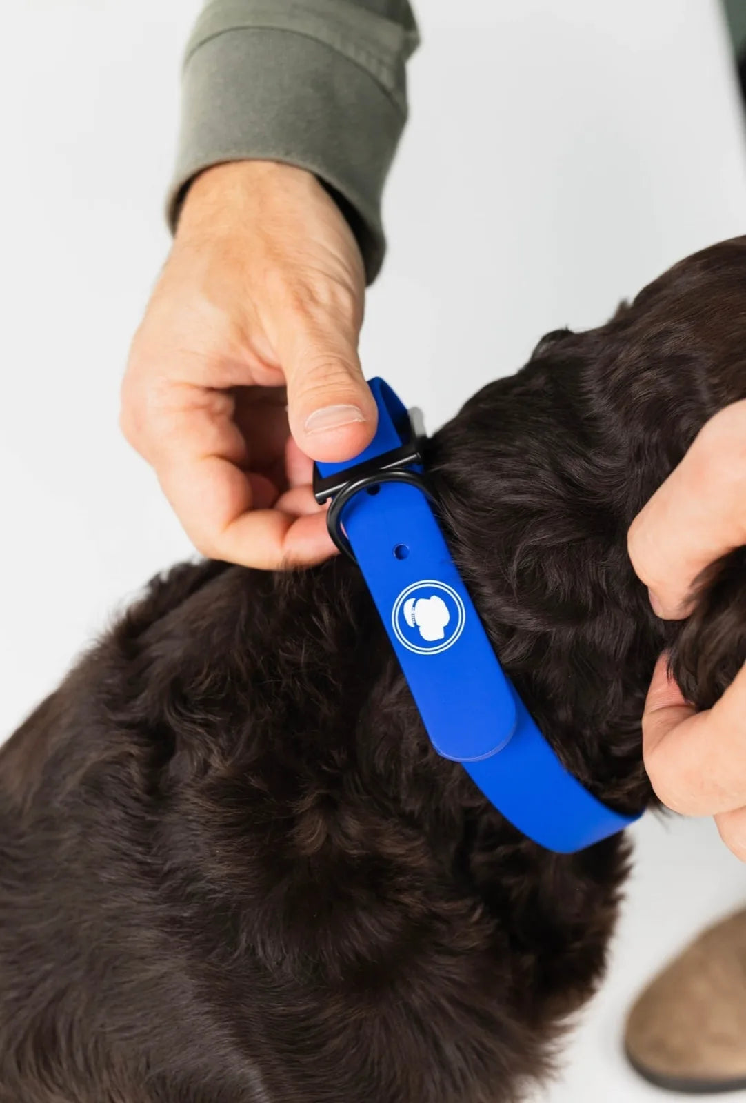 Royal blue adjustable dog collar being fitted on a brown dog's neck, showcasing its weather-resistant material.