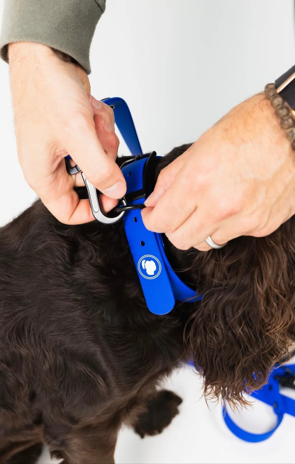 Hands adjusting a royal blue dog collar on a brown curly-haired dog, showcasing the collar's adjustable design.
