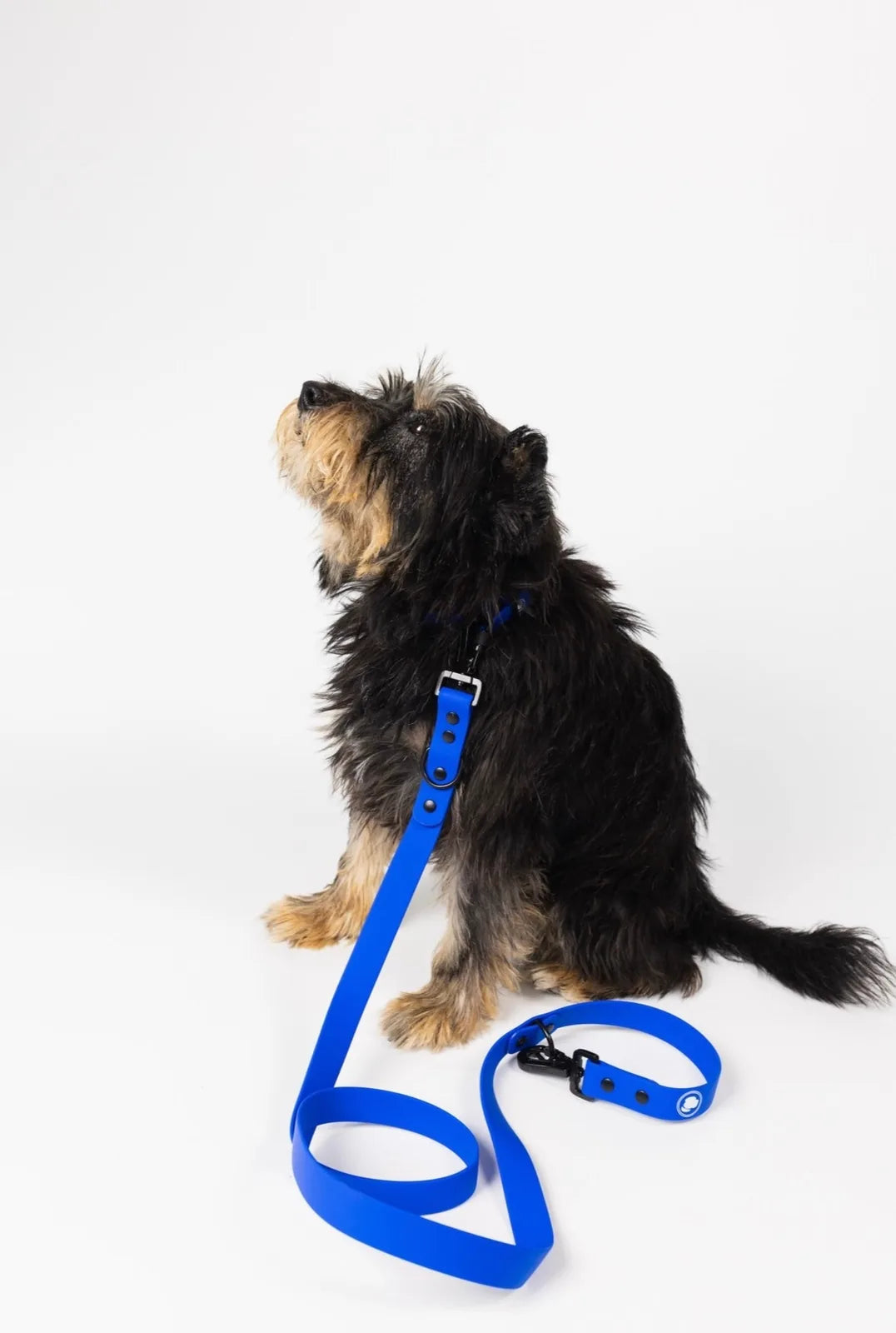 Royal Blue adjustable dog leash on a furry black-and-brown dog, showcasing its durable material and design.