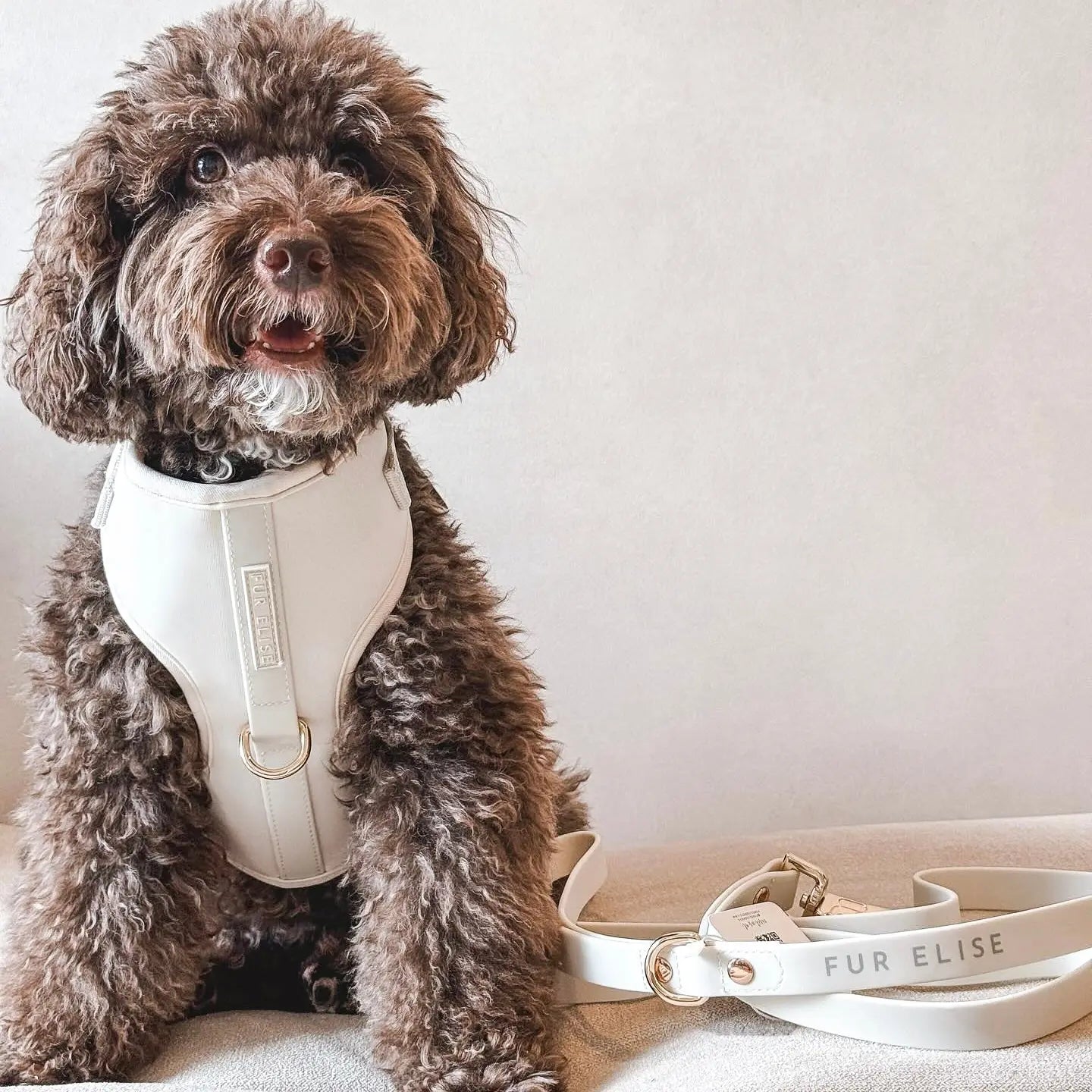A fluffy brown dog wearing a white neoprene harness sits beside a matching leash on a soft surface.