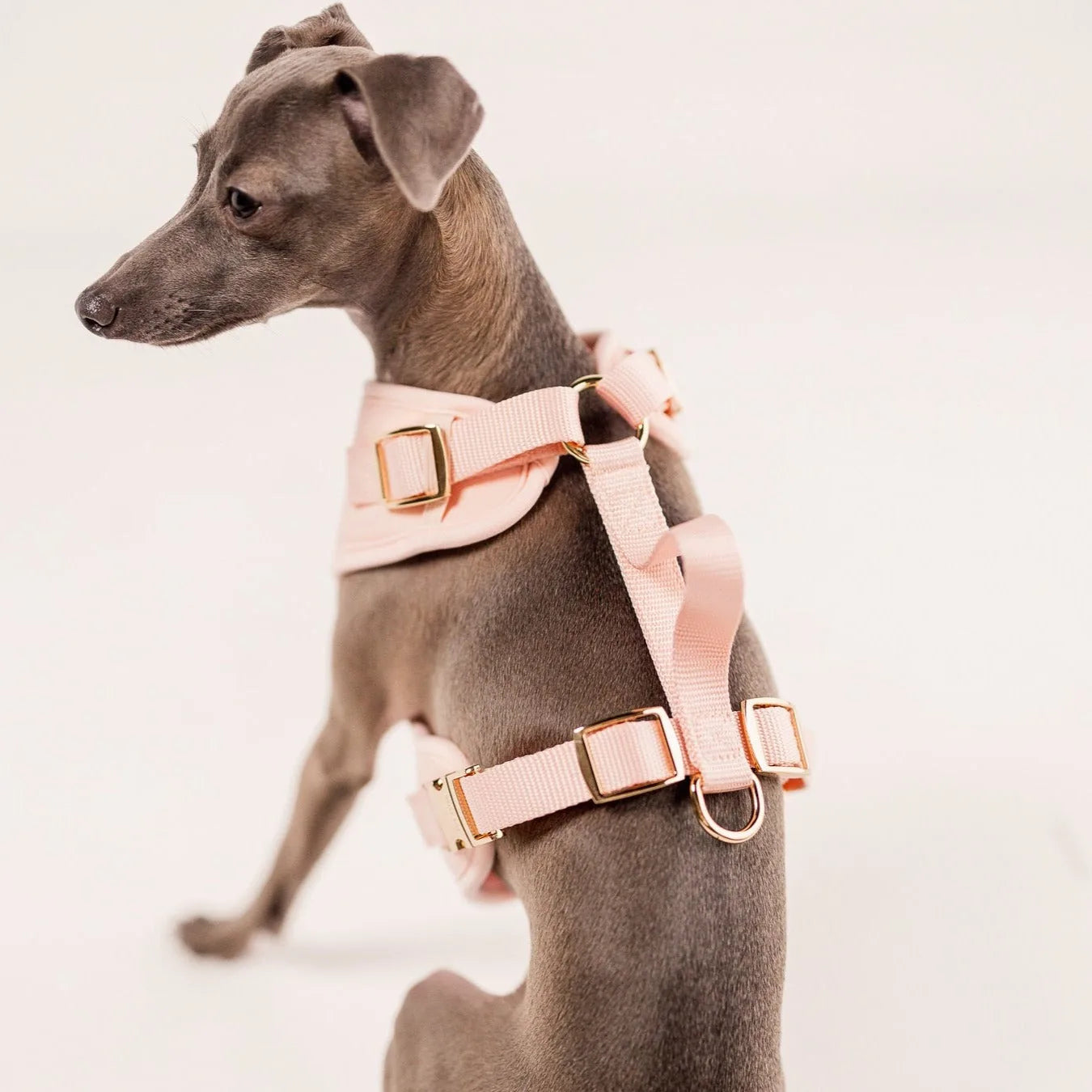 Stylish rose neoprene harness on a grey dog, featuring gold hardware and a secure design for walking adventures.