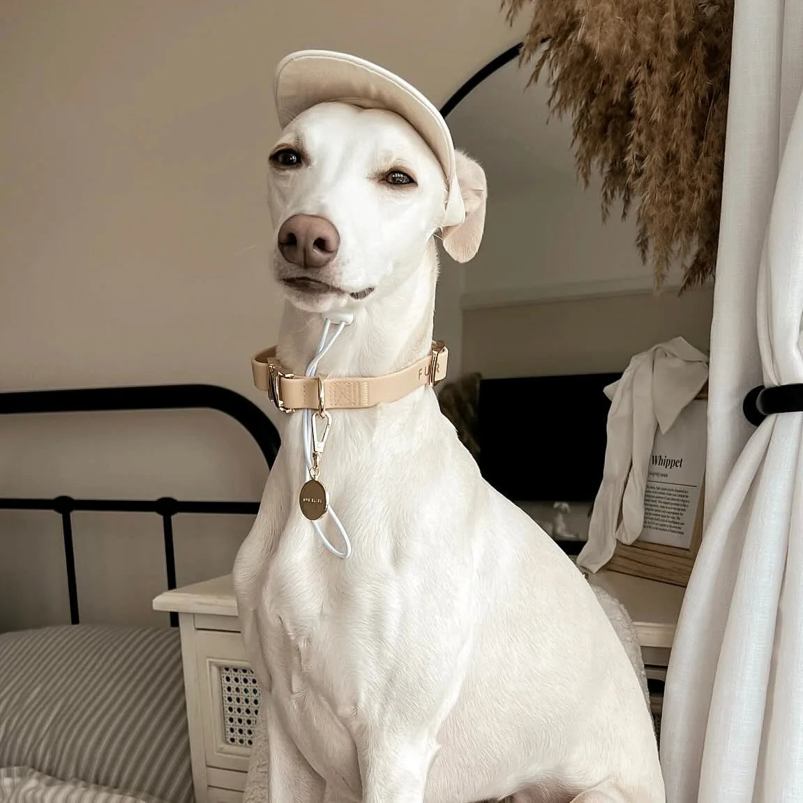 Elegant white dog wearing a soft beige collar and cap, sitting comfortably indoors with cozy decor in the background.