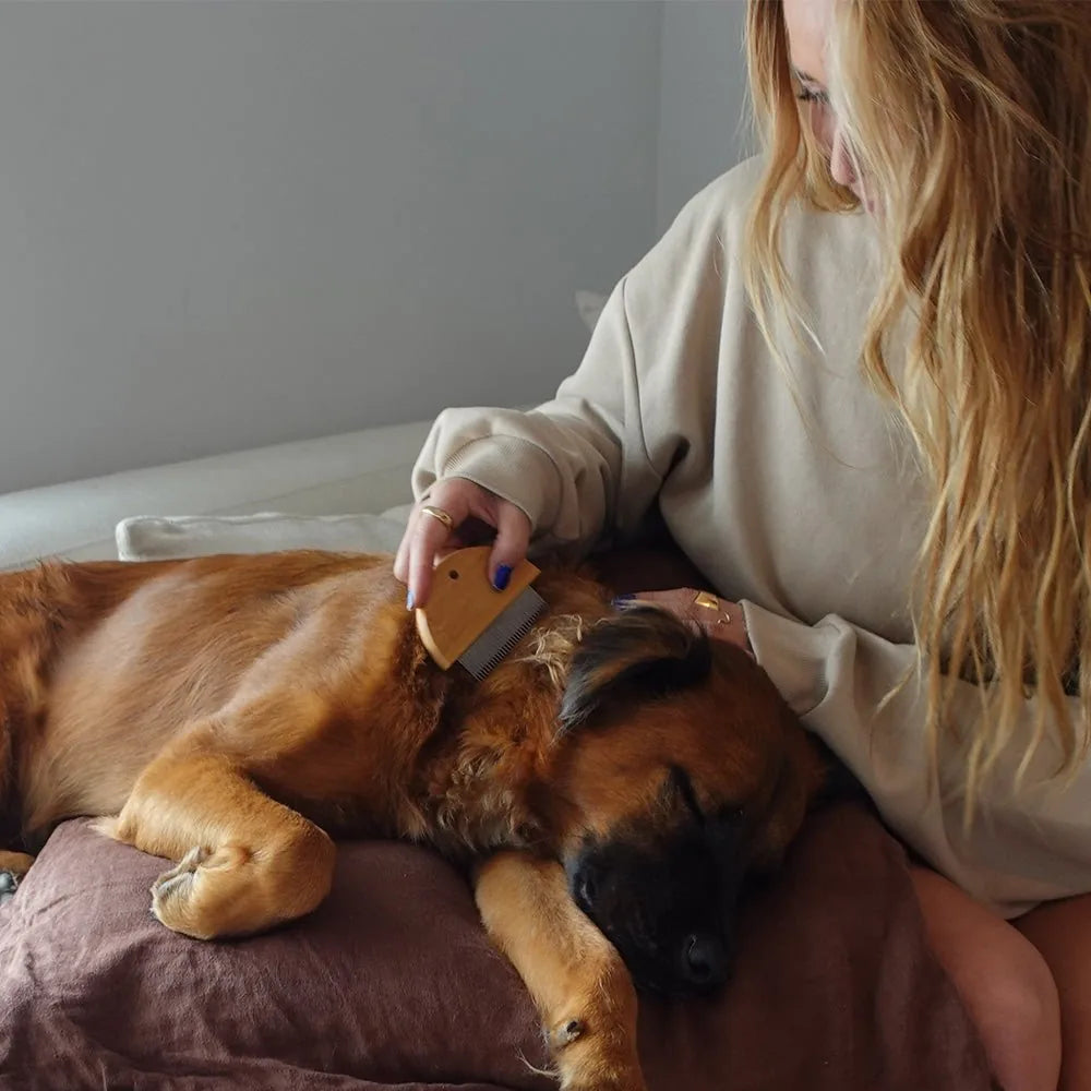 A woman gently uses a bamboo flea detangler on a relaxed brown dog lying on a soft, brown cushion.