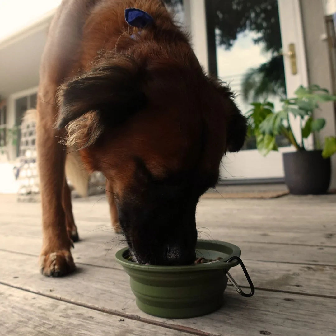 Brown dog drinking from a green collapsible travel pet bowl on a wooden deck with plants in the background.
