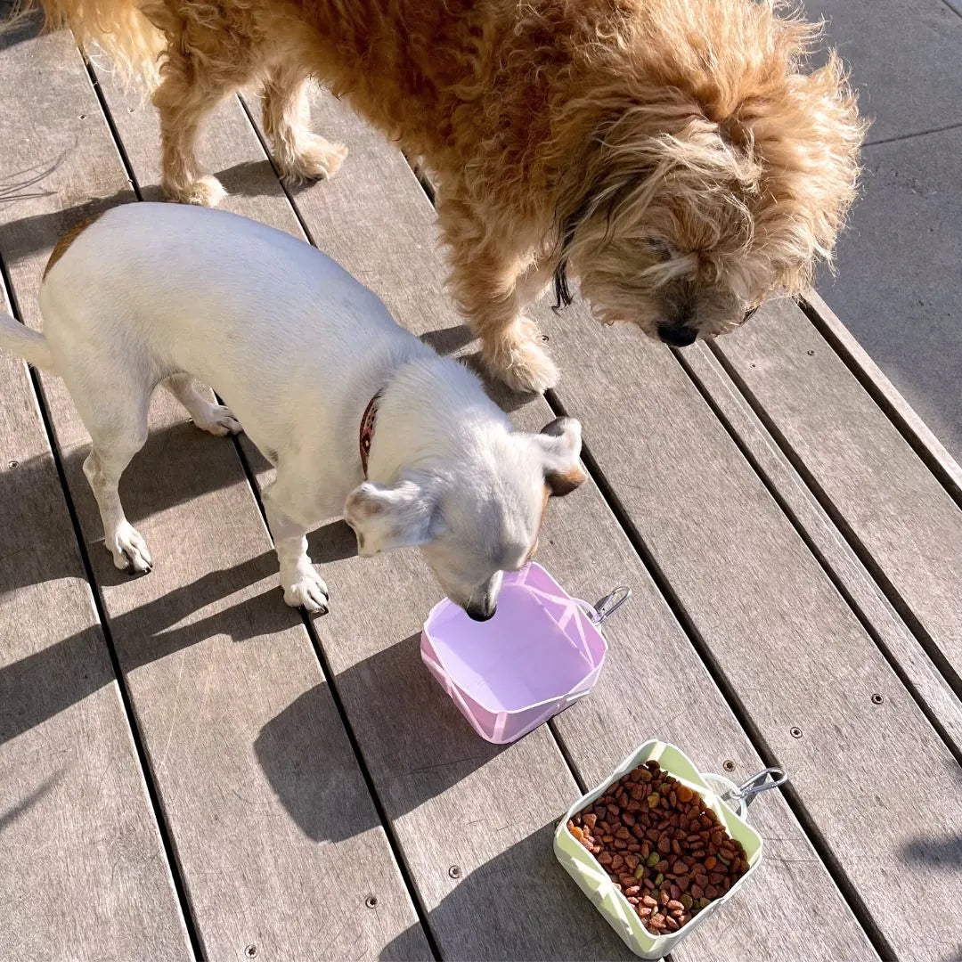 Compact foldable pet bowls in lilac and mint green on wood surface, with dogs eating from them.