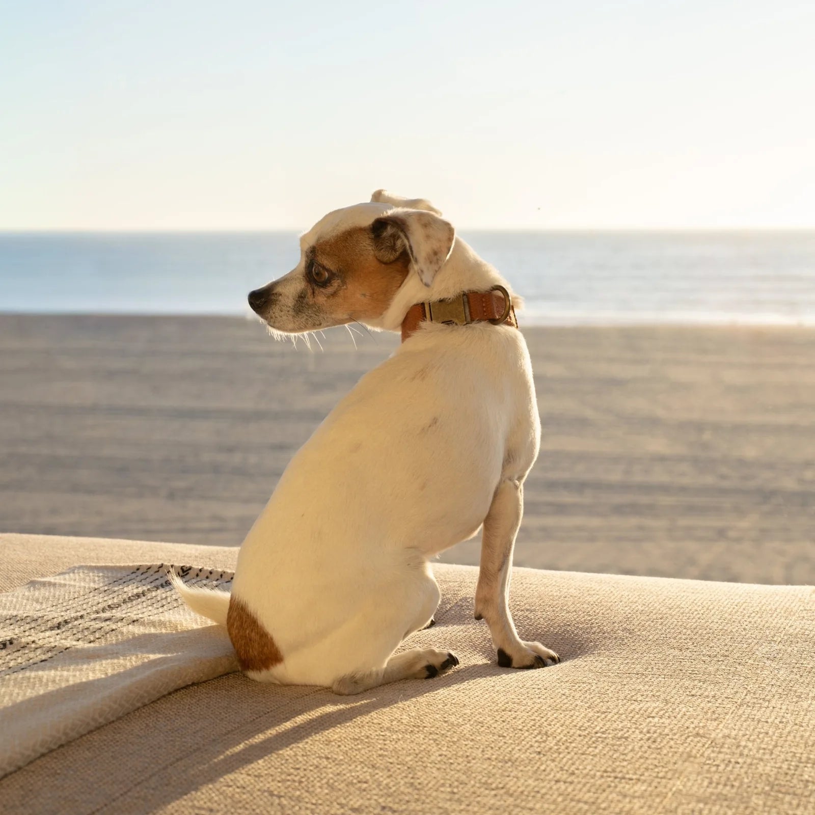 Small dog sitting on a couch, wearing a hemp cotton collar in a warm, earthy tone, with a beach backdrop.