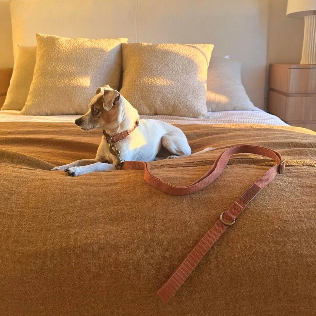 White dog with a brown collar on a cozy bed, with a rust-colored leash resting on the blanket.
