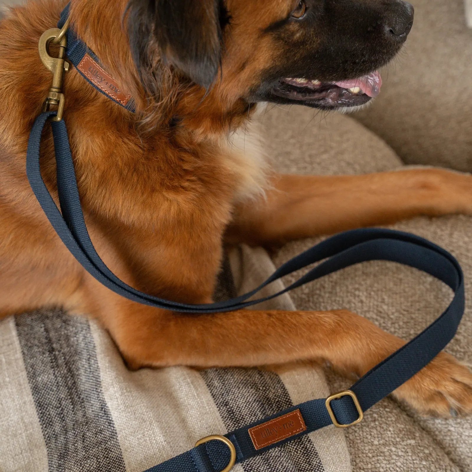 Durable navy Tilley + Me dog collar with brass hardware on a medium-sized brown dog resting on a striped blanket.