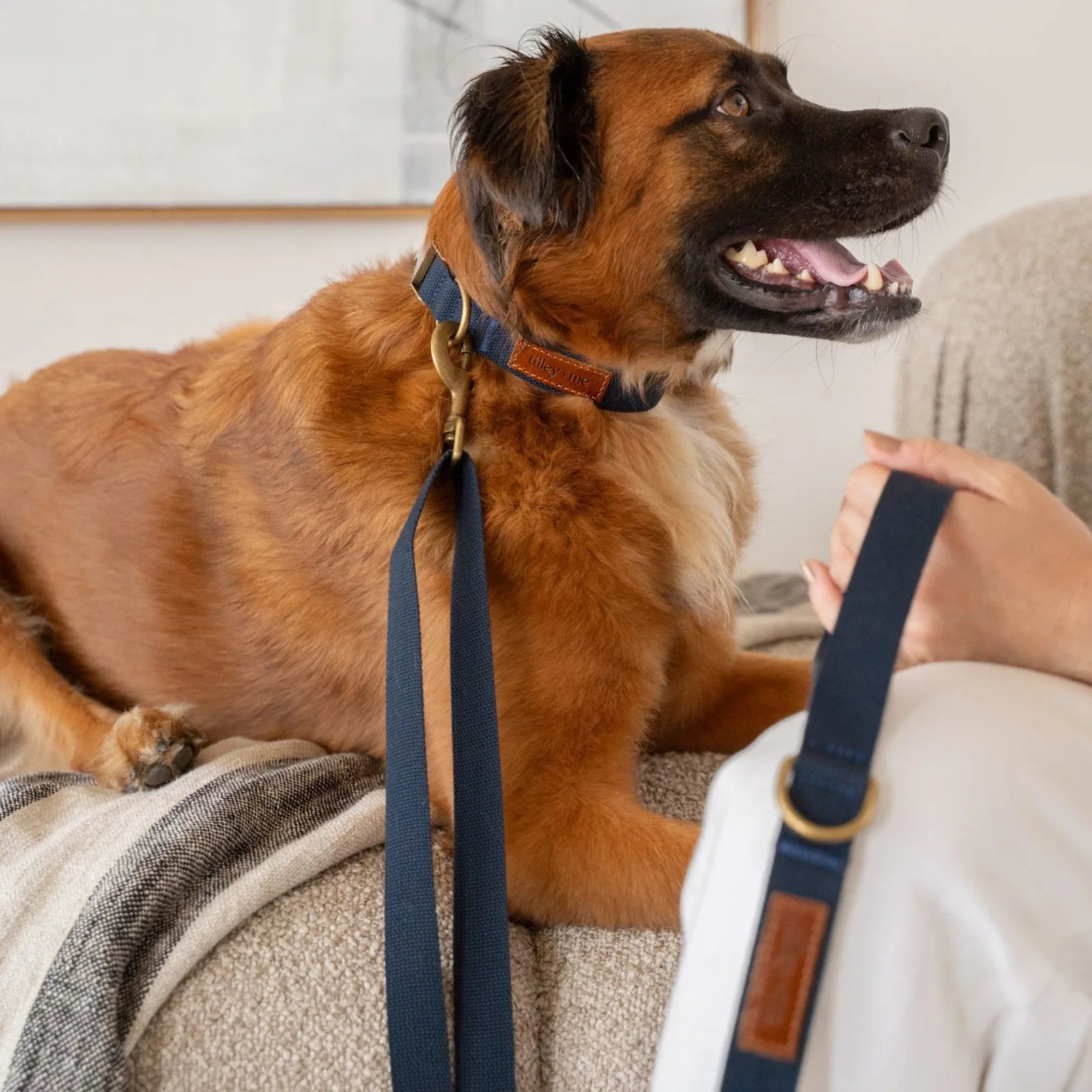 Durable hemp cotton dog collar in navy with brass hardware, shown on a happy dog resting on a couch.