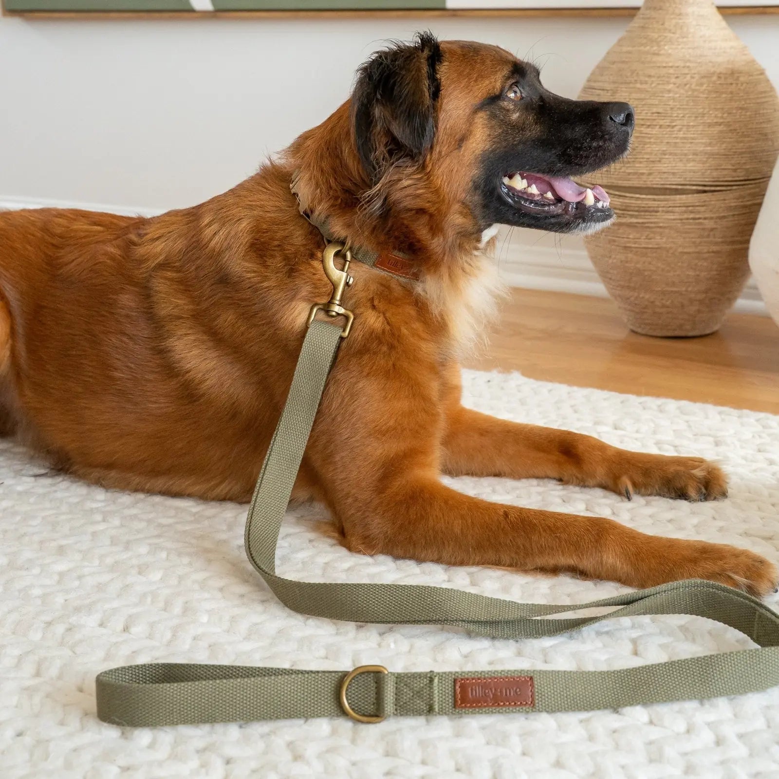 Hemp cotton dog collar in sagebrush green on a relaxed brown dog, showcasing its adjustable fit and sturdy brass hardware.