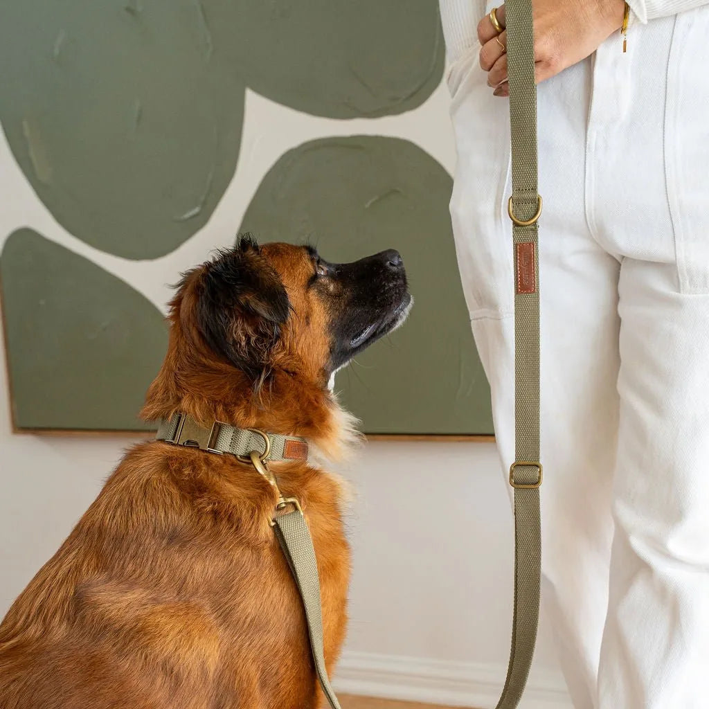 Hemp cotton dog collar in sagebrush green, adjustable design, paired with a dog and a leash in a stylish setting.