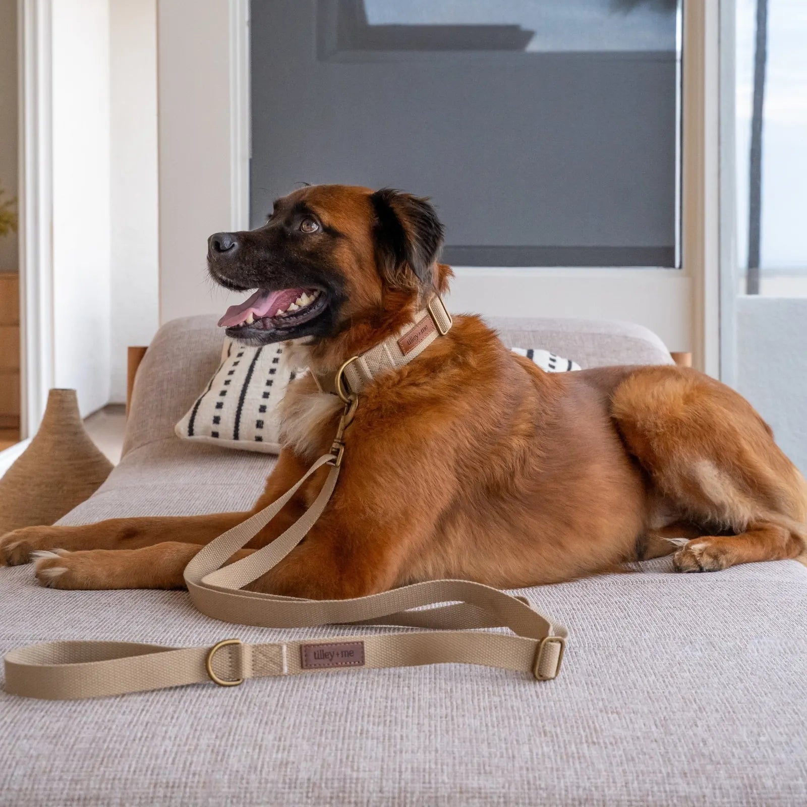 Durable hemp cotton dog collar in desert sand on a friendly dog lounging on a cozy couch.