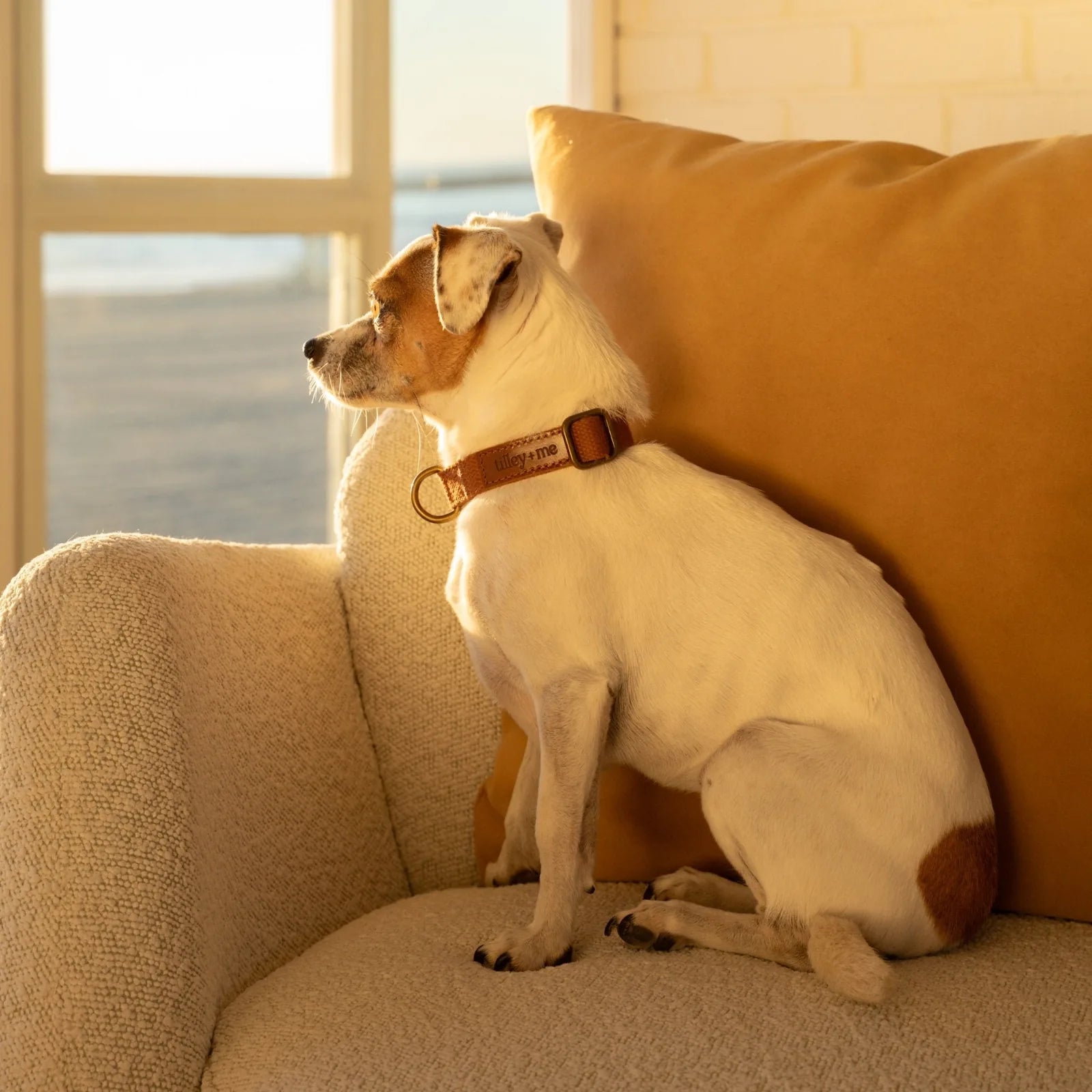 White dog sitting on a cozy couch, wearing a Tilley + Me brown hemp cotton collar, gazing out a window.