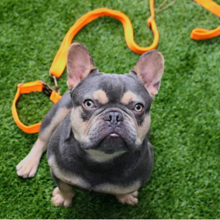 French bulldog sitting on artificial grass, wearing an orange leash, showcasing its unique gray and tan coat.