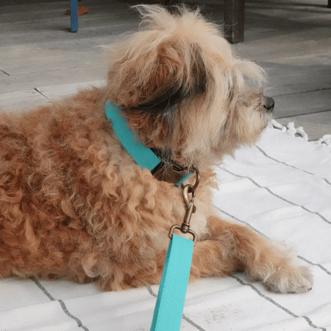 Curly-coated dog resting, wearing a soft, adjustable turquoise hemp leash against a striped blanket.