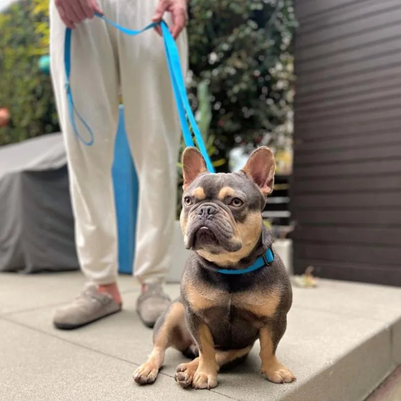 Durable blue dog leash on a French Bulldog, showcasing a lightweight, soft design perfect for walks.