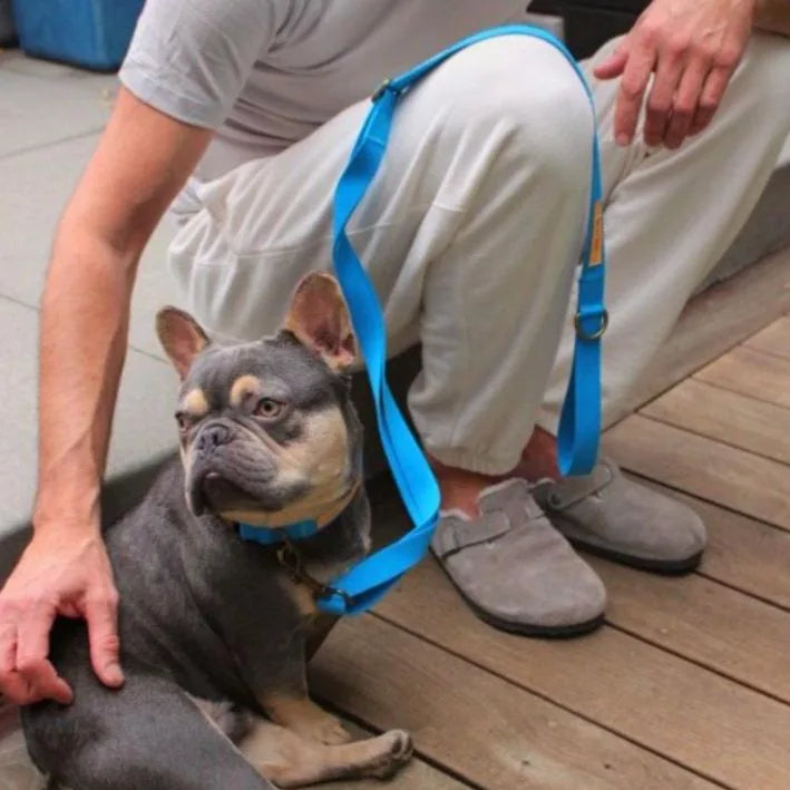 Durable blue hemp cotton dog leash rests beside a French Bulldog, showcasing its adjustable design during a casual walk.