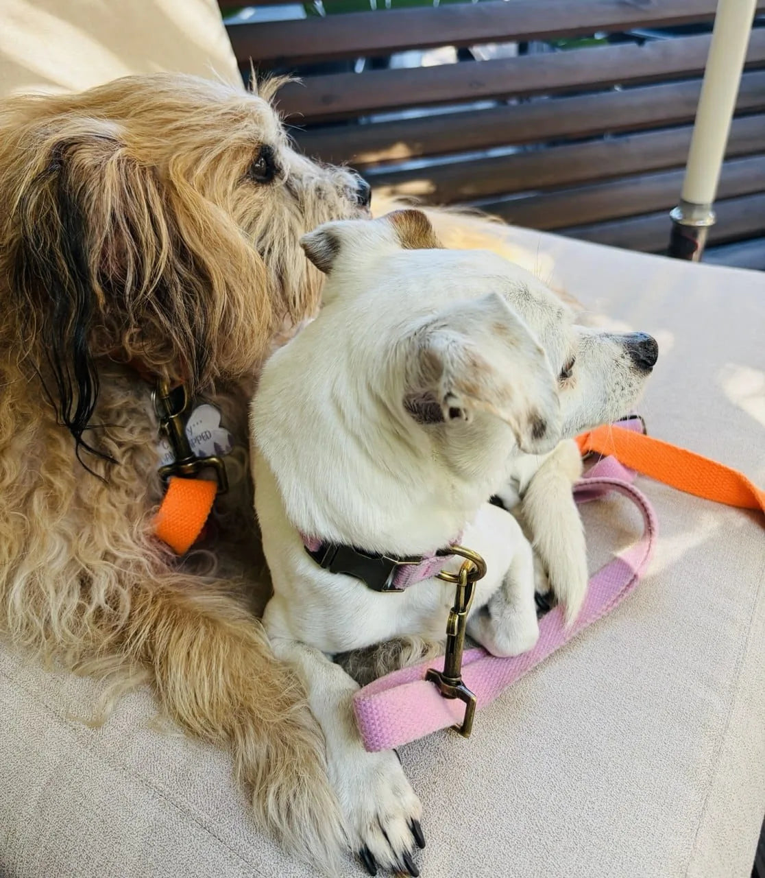 Two dogs sitting together on a light couch, one with an orange collar and the other wearing a pink leash, enjoying a sunny...