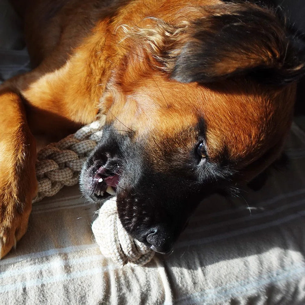 Dog chewing a beige hemp rope ball toy while lounging on a soft surface, showcasing its durable design.