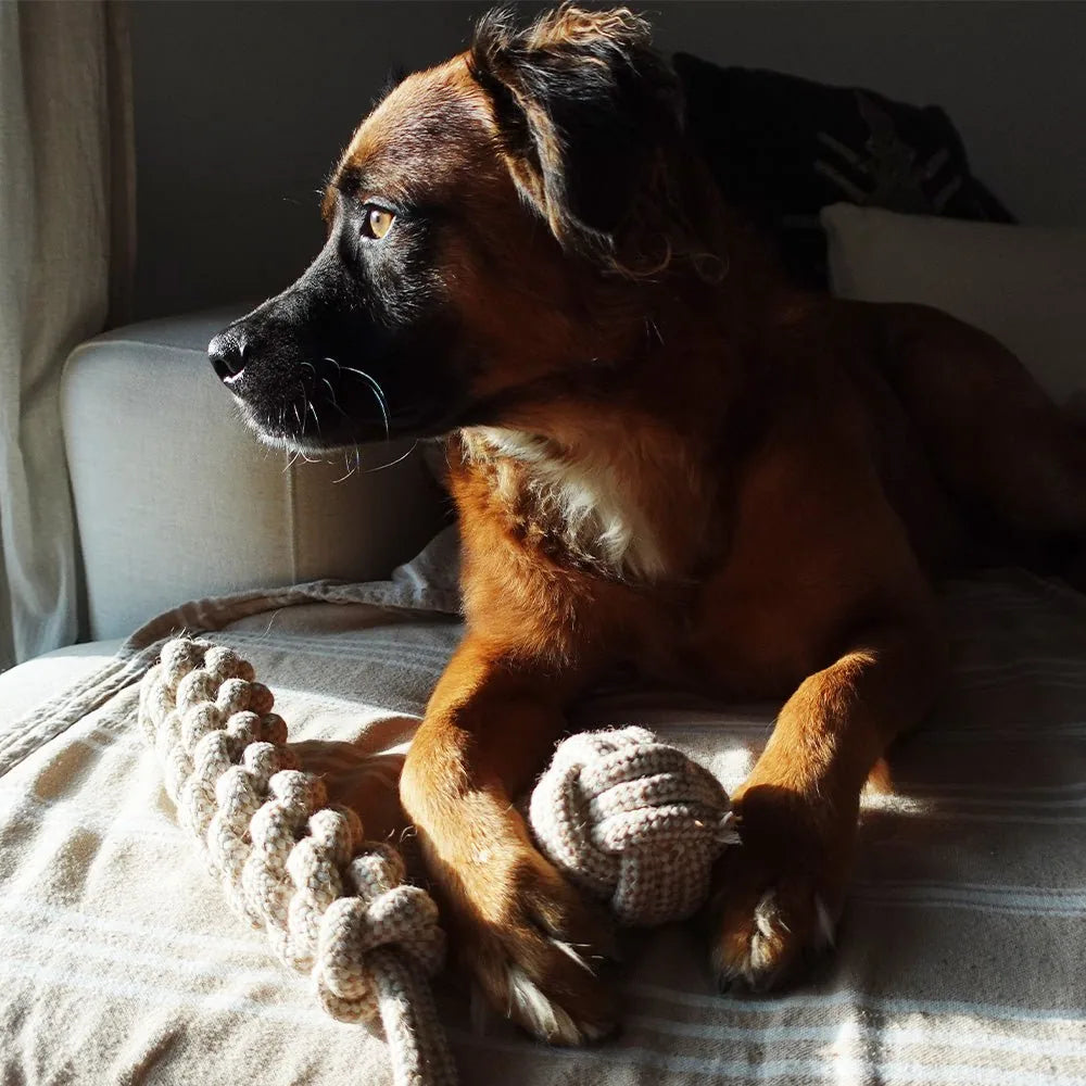 Natural-colored hemp rope ball toy resting on a blanket next to a dog gazing out a window.