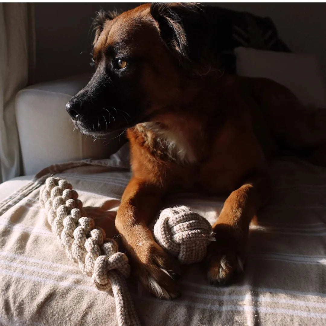 A playful dog rests on a striped blanket next to a natural hemp rope tug toy and a round knot toy.