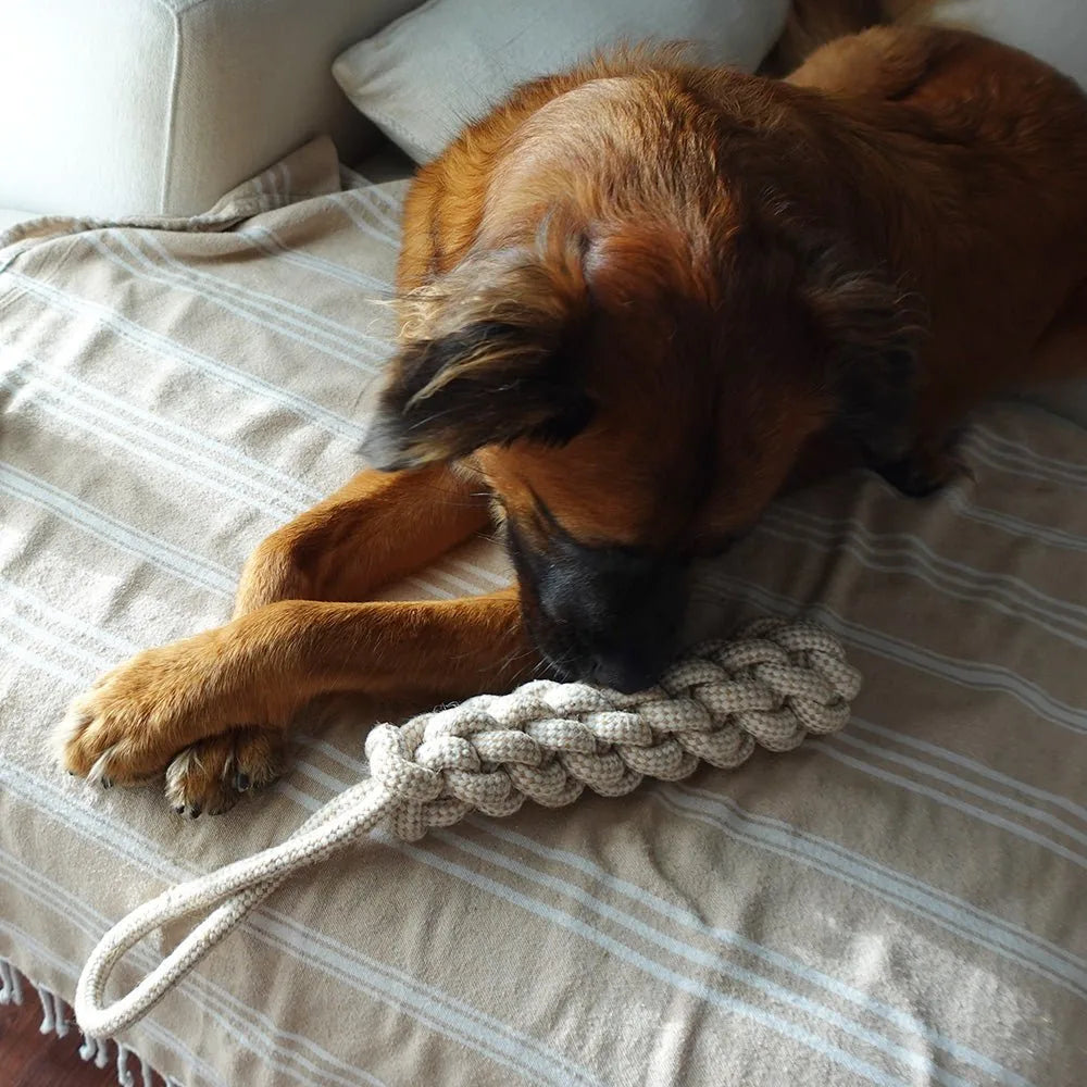 Dog with brown fur cuddling a beige hemp rope tug toy on a striped blanket.