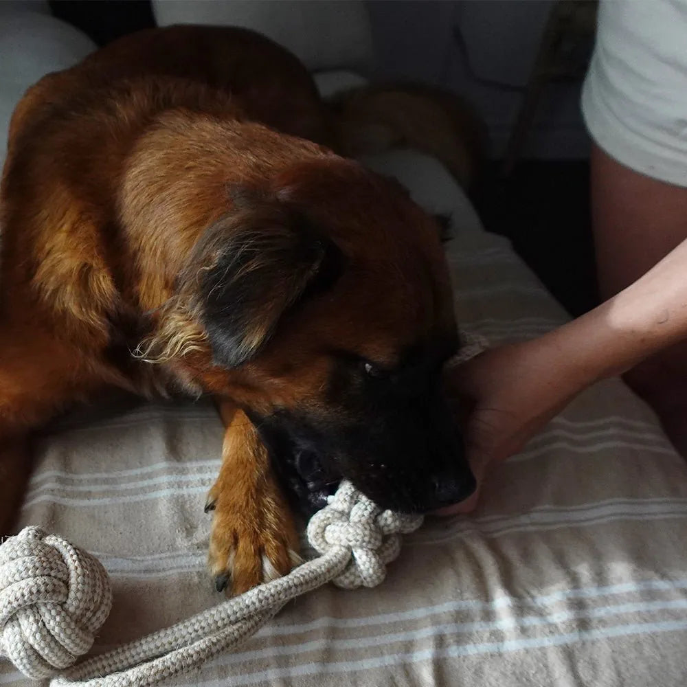Brown dog chewing on a natural-colored hemp rope tug toy while resting on a striped blanket.