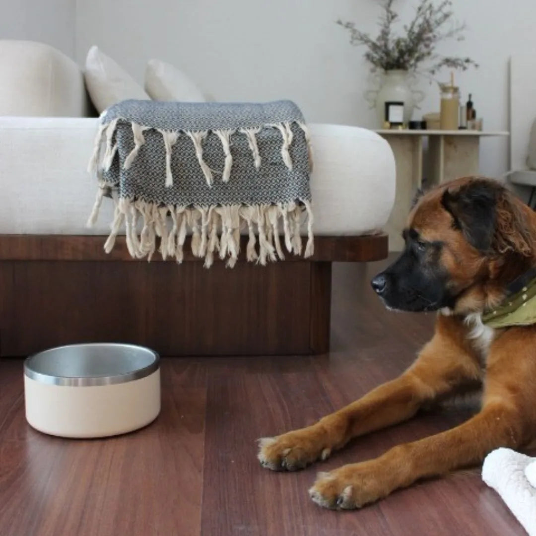 Non-slip, cream-colored stainless steel pet bowl beside a dog on a wooden floor, with a cozy blanket draped nearby.