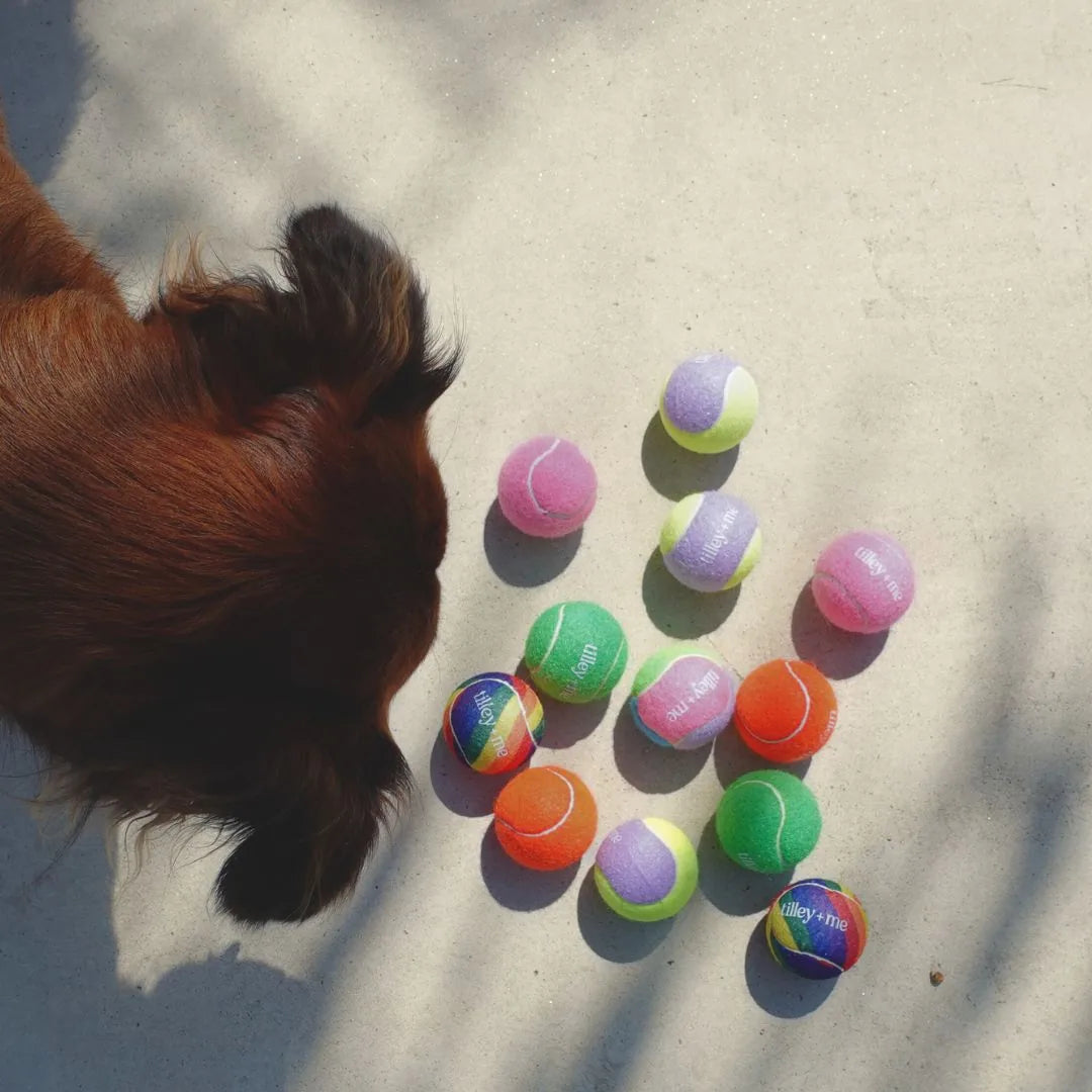 Colorful Tilley + Me tennis balls in pink, green, orange, and purple, scattered on a light surface near a dog's head.