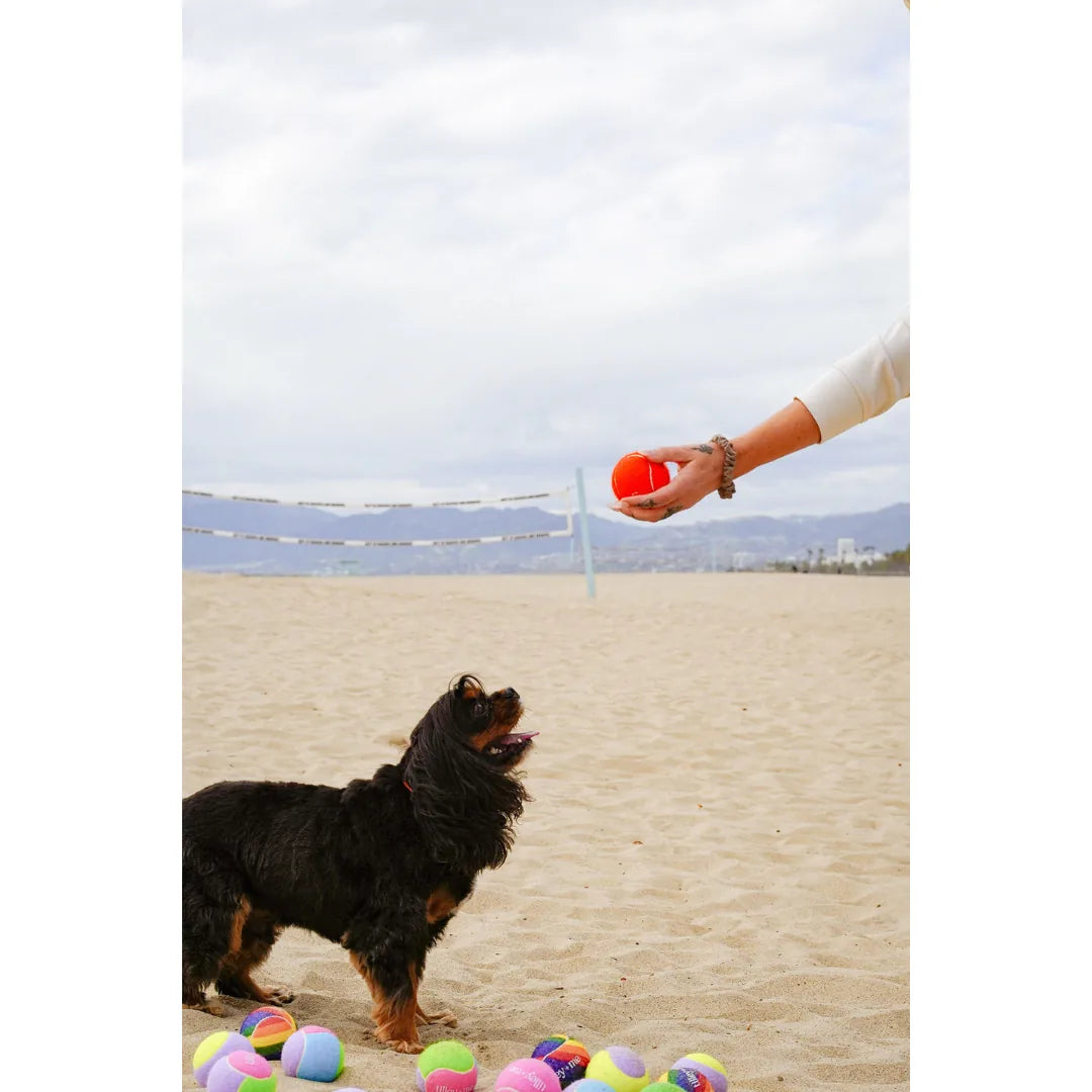 A black and brown dog eagerly watches a person holding a bright red tennis ball on a sandy beach, surrounded by colorful b...
