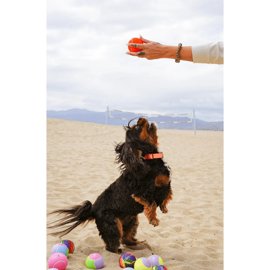 A playful dog jumps to catch a vibrant orange tennis ball, surrounded by colorful dog toys on sandy beach.