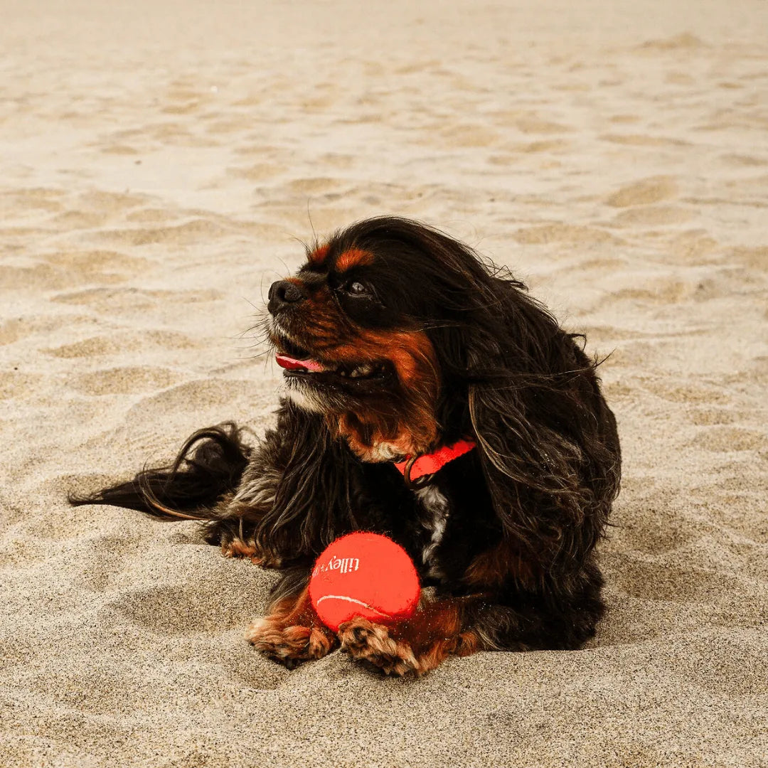 A fluffy dog with long fur rests on the sand, holding a bright red Tilley + Me tennis ball.