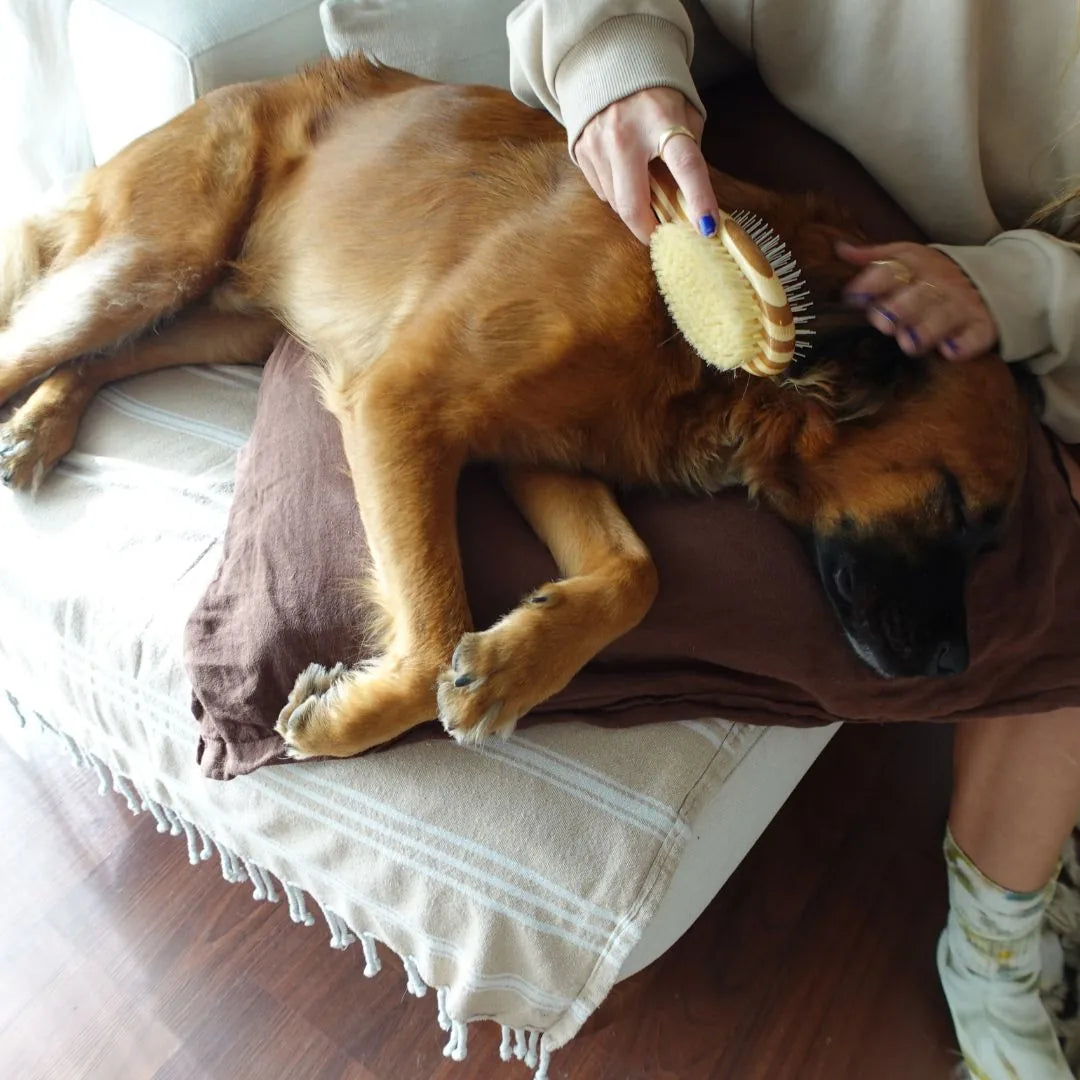 Golden-brown dog being brushed with a two-sided pet brush, relaxing on a cozy brown cushion.