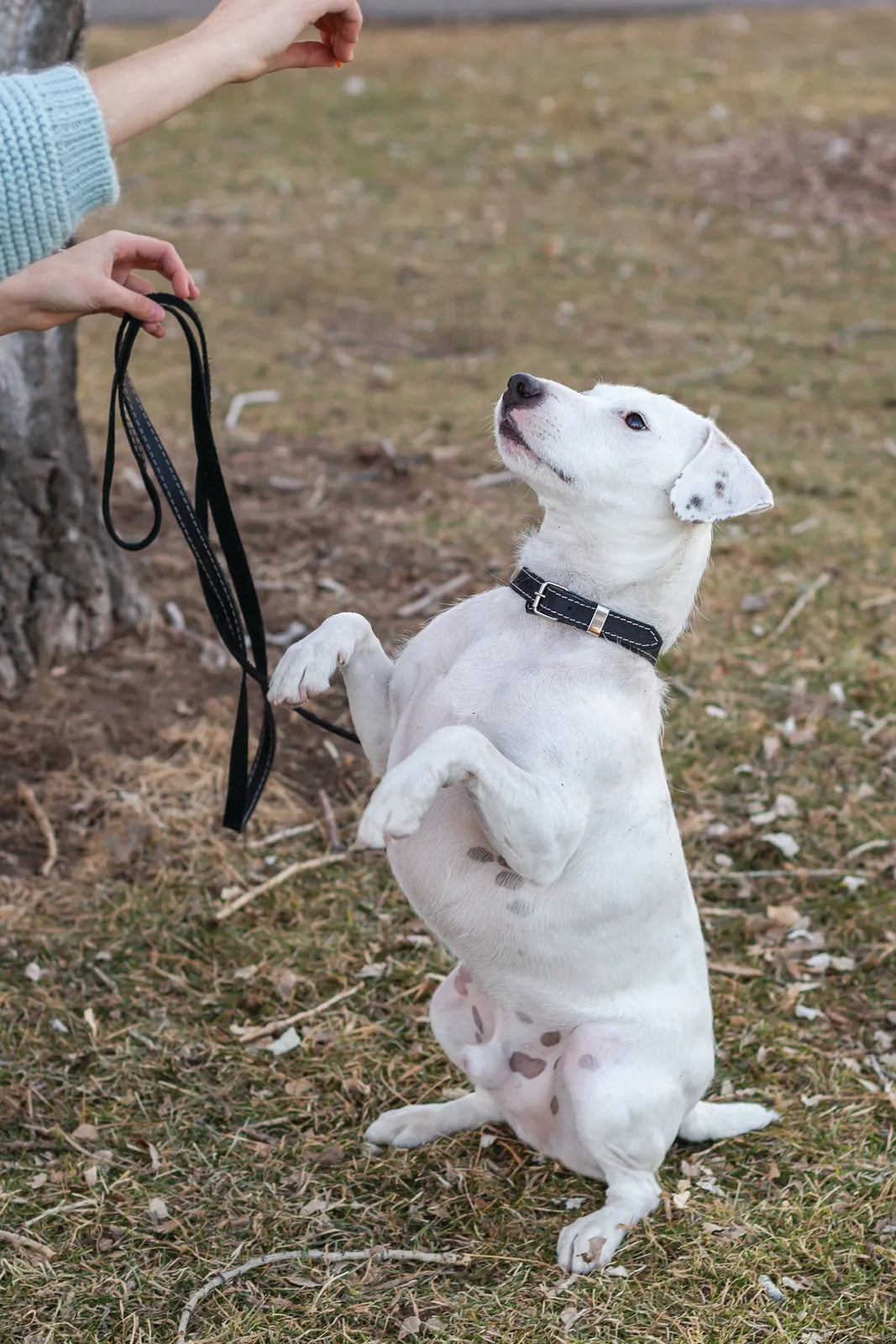 White dog in a traditional black leather collar sits eagerly, eyeing a hand holding a leash amidst grass and fallen leaves.