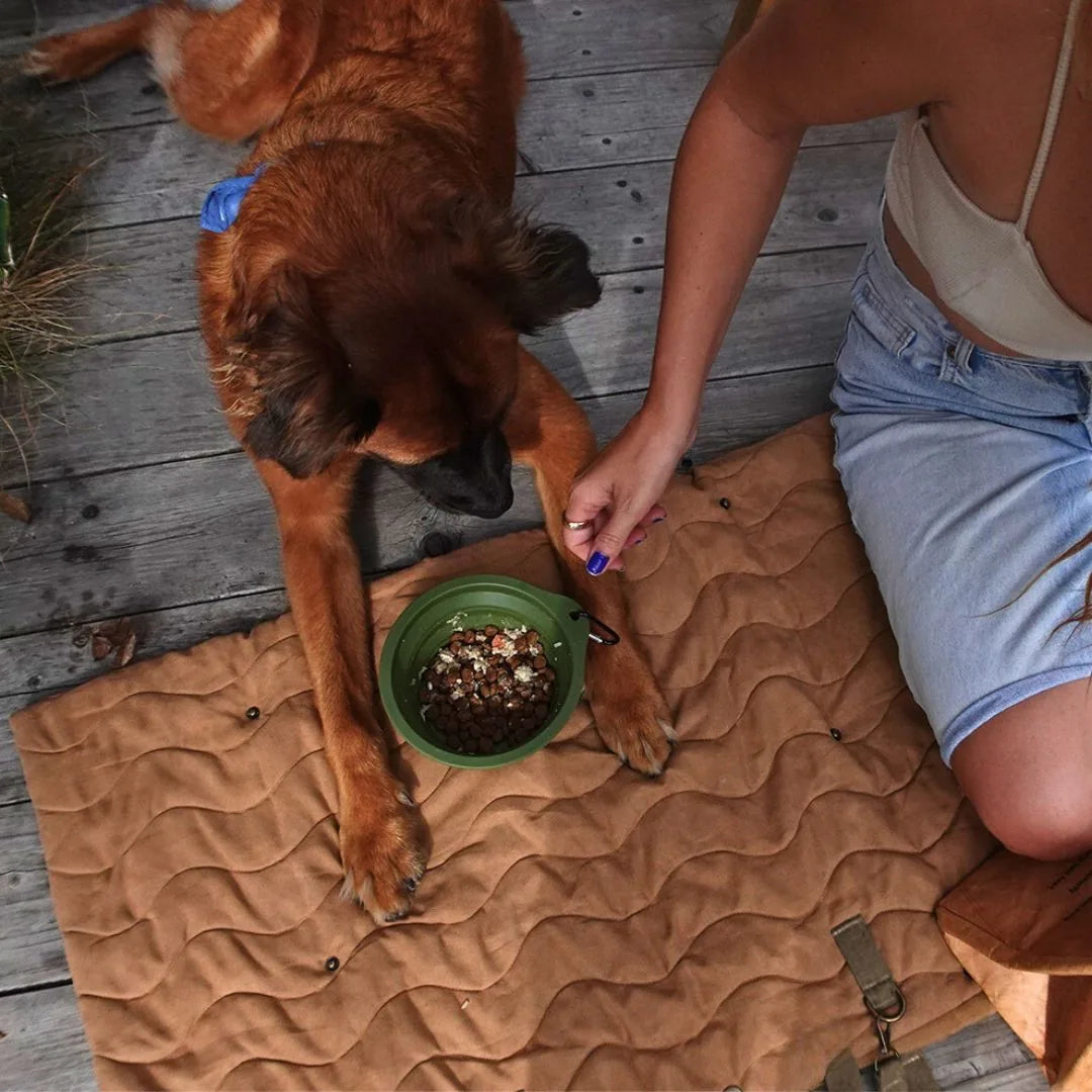Dog resting on a tan, quilted mat next to a green bowl of food, while a person offers a treat.