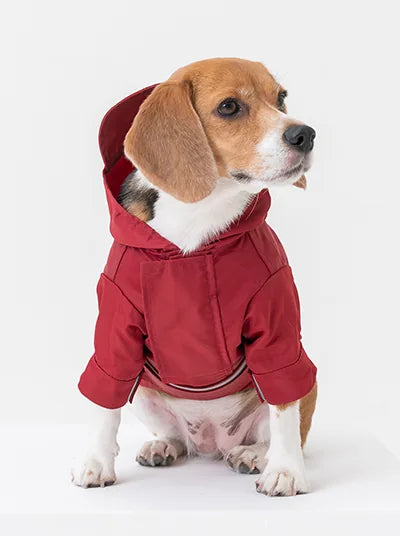 Burgundy adjustable raincoat on a beagle, featuring a hood and velcro closures for easy wear.