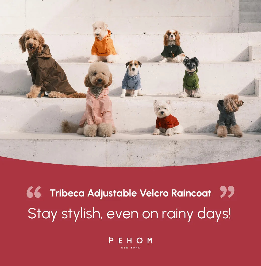 Burgundy adjustable velcro raincoat on a dog, featured among other colorful dog coats on staircase steps.