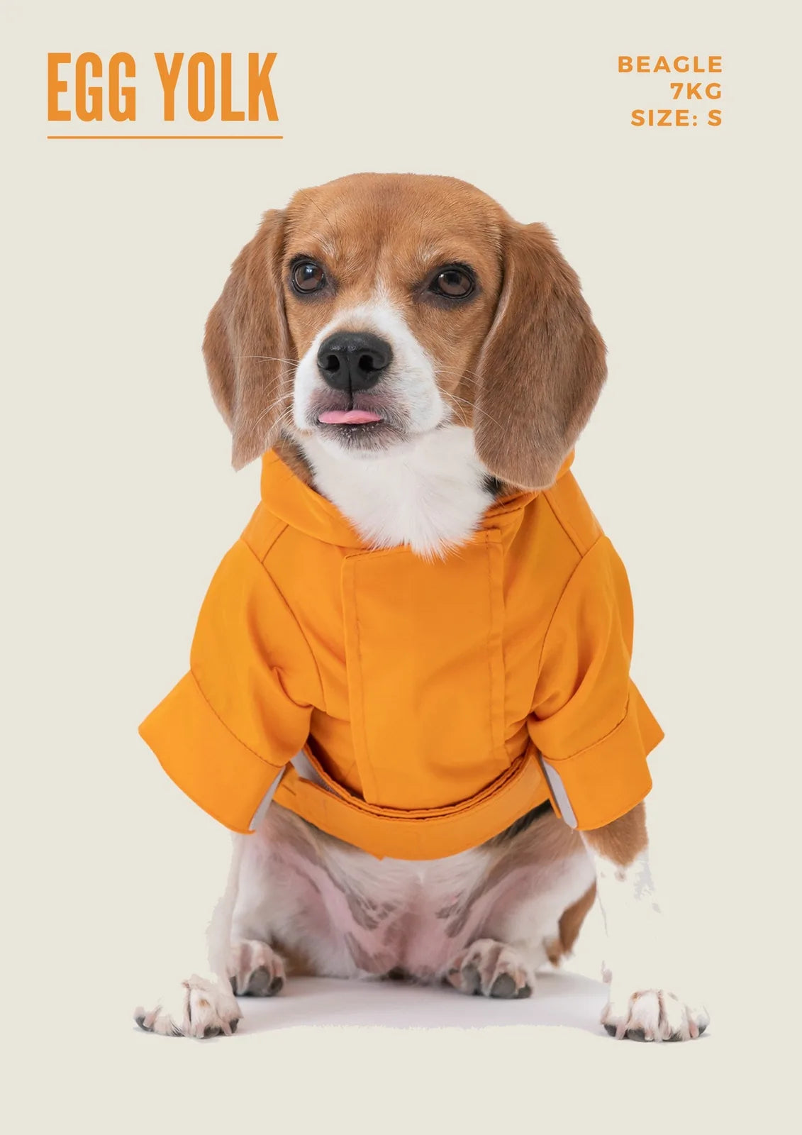 Beagle wearing a bright orange adjustable raincoat with a hood and velcro closures, featuring wide sleeves and a clean des...