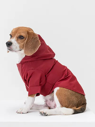 Burgundy adjustable velcro raincoat on a beagle, featuring a hood and short sleeves for a comfortable fit.