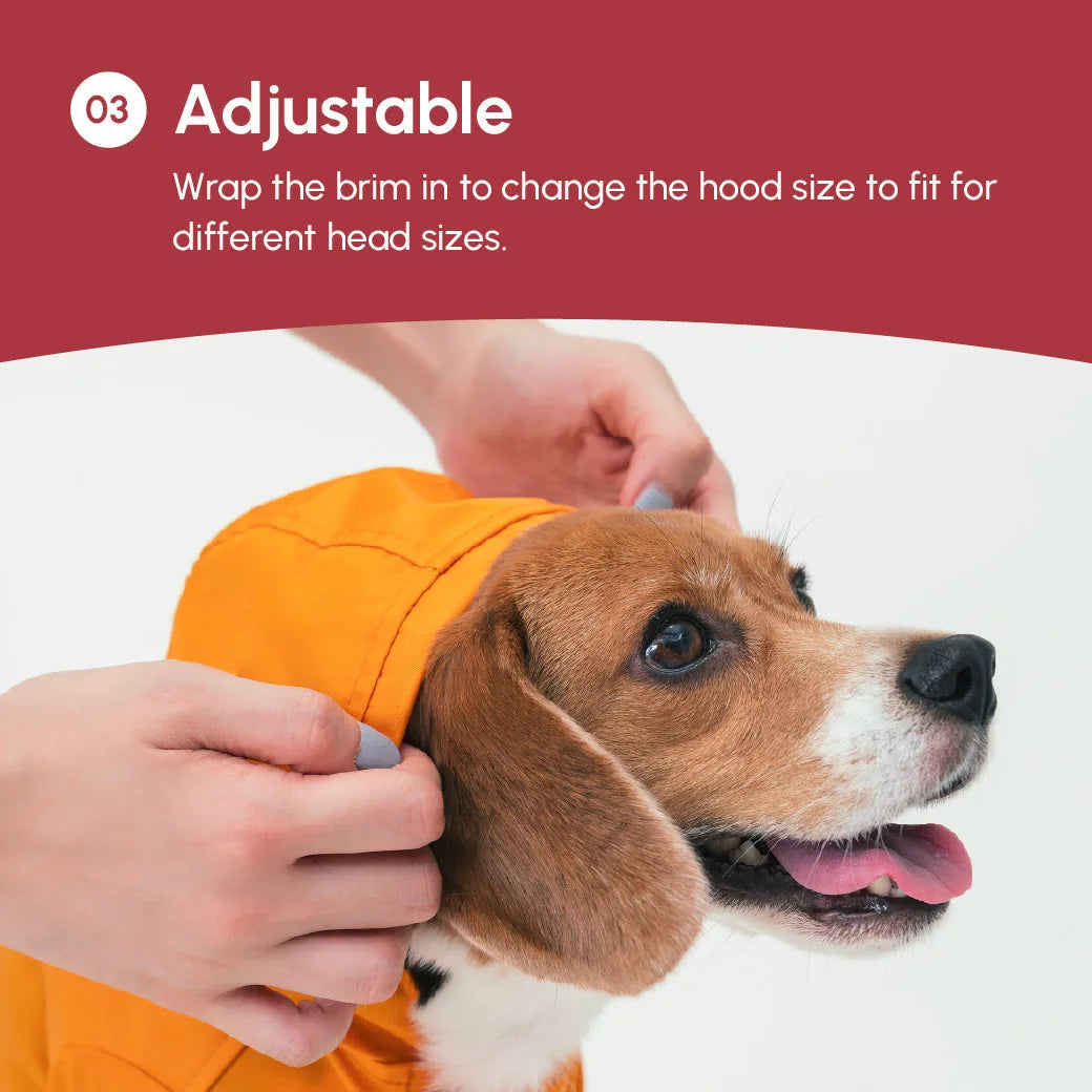 Burgundy dog raincoat with adjustable hood, showcasing velcro closures and a beagle getting fitted for size.