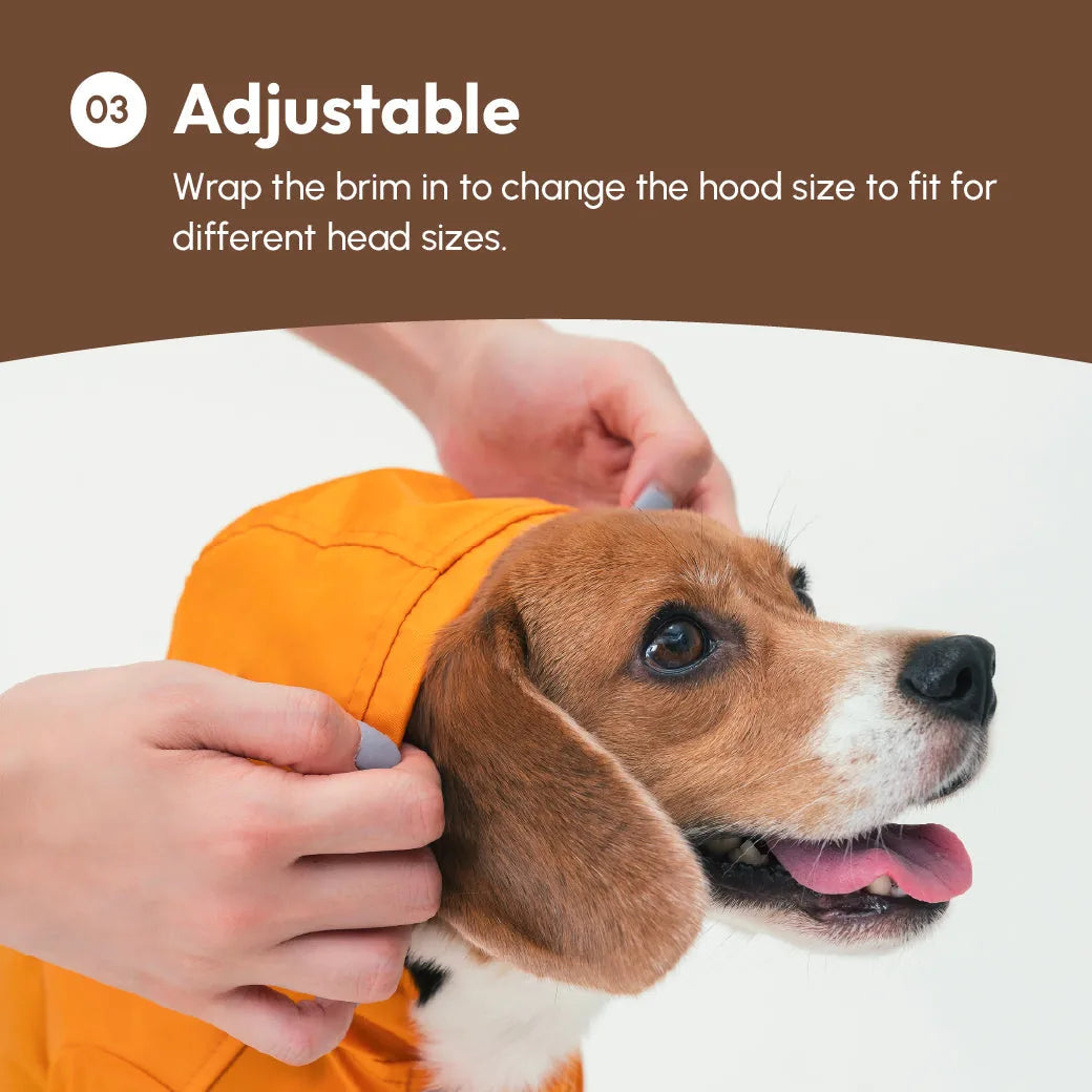 Beagle wearing an orange adjustable raincoat with focus on the hood being adjusted for a snug fit.