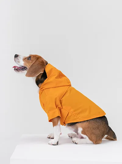 Beagle wearing a bright egg yolk yellow adjustable raincoat with a hood, showcasing velcro closures and a snug fit.