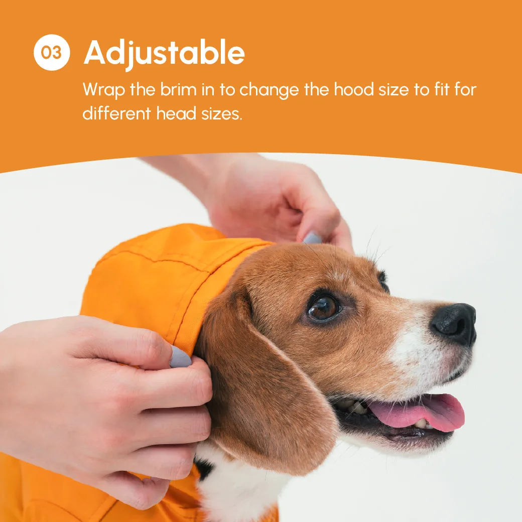 Beagle wearing an adjustable egg yolk raincoat with a hood, as a hand adjusts the brim for fit.