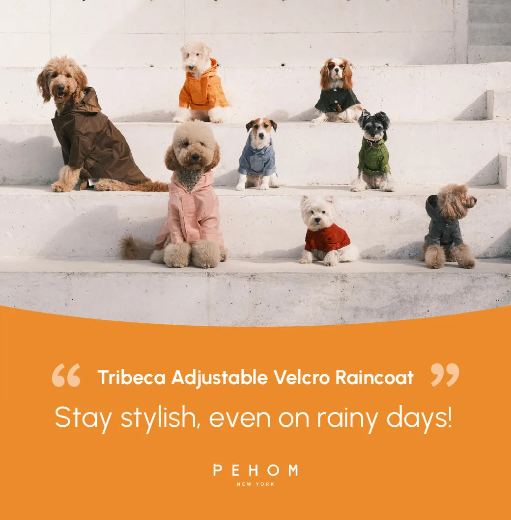 A group of small dogs wearing colorful Tribeca adjustable velcro raincoats in varying styles and sizes, displayed on steps.