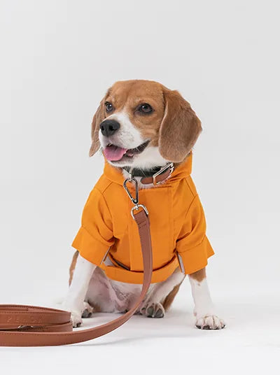 Beagle wearing a bright egg yolk yellow velcro raincoat with rolled sleeves and a leash attached.