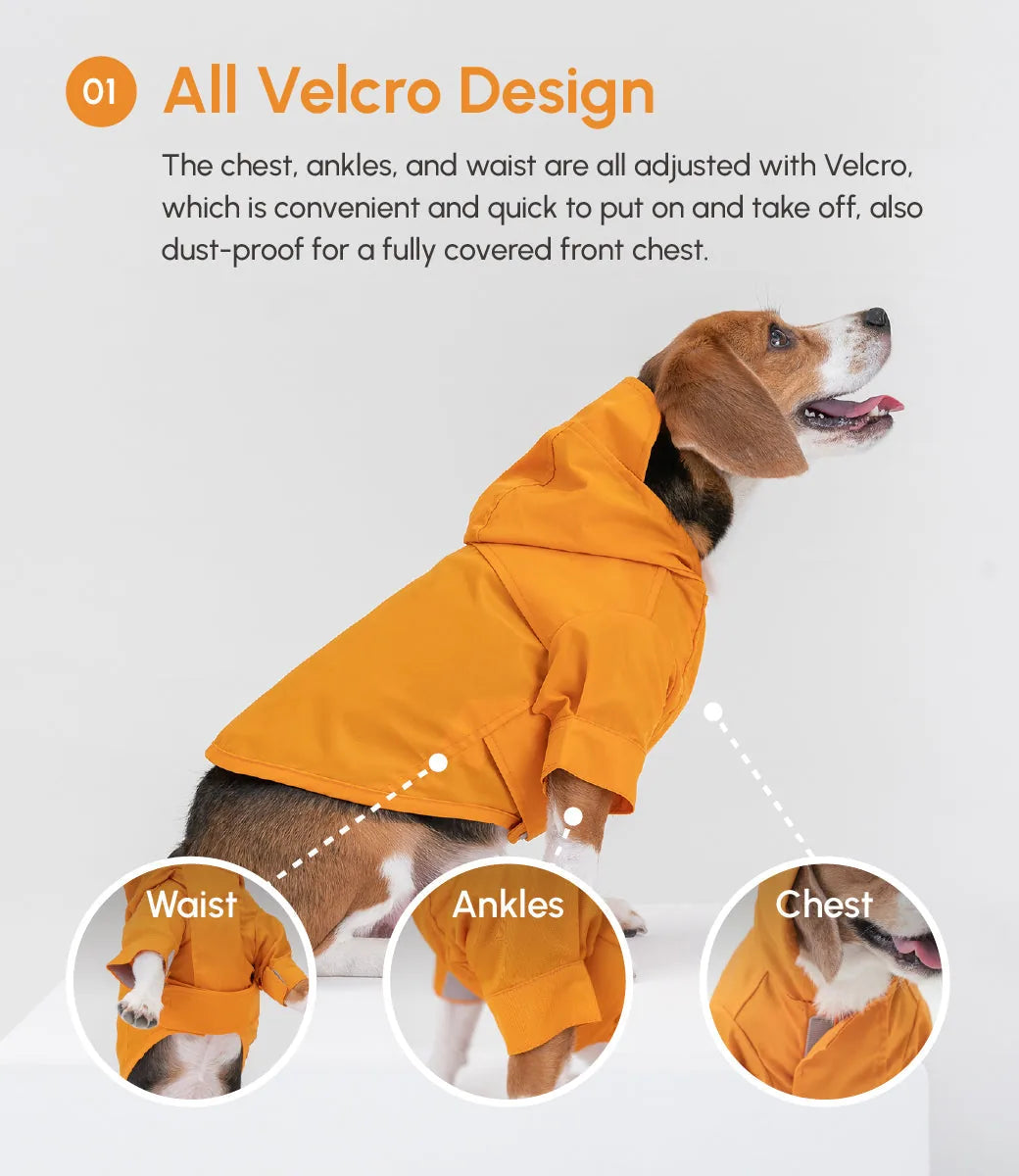 Beagle wearing a yellow adjustable raincoat with Velcro closures, showcasing the chest, waist, and ankle adjustments.