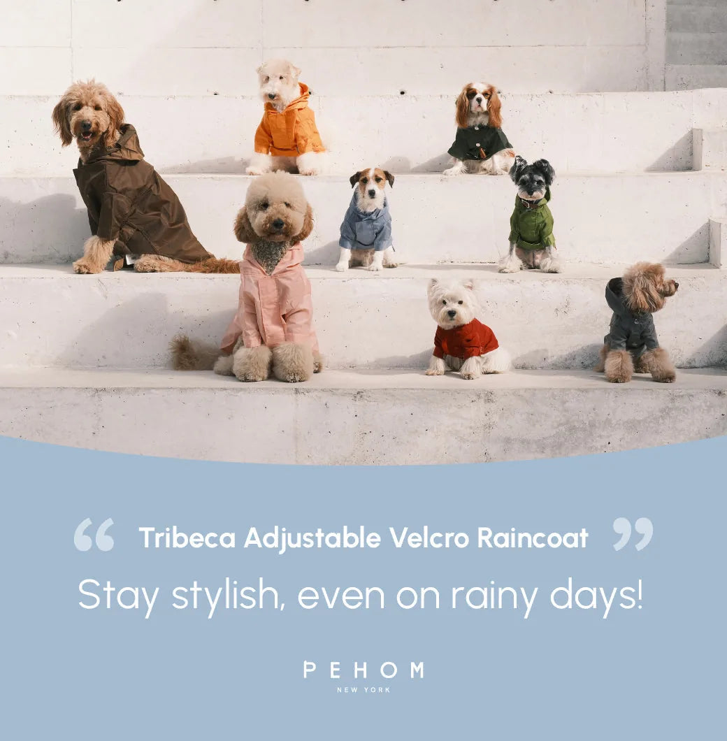 Light blue Tribeca adjustable velcro raincoat on a dog, surrounded by other dogs in colorful raincoats on steps.