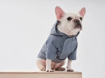 Light blue adjustable velcro raincoat on a French Bulldog, featuring a hood and sleek design for rainy days.