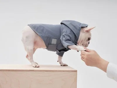 Light blue adjustable velcro raincoat on a small dog, featuring a hood and velcro closure, with a person reaching out.