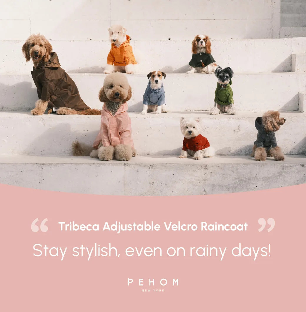 Light pink adjustable velcro raincoat on a dog, surrounded by other dogs in various coats on steps.